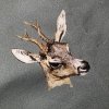 Deer apron detail